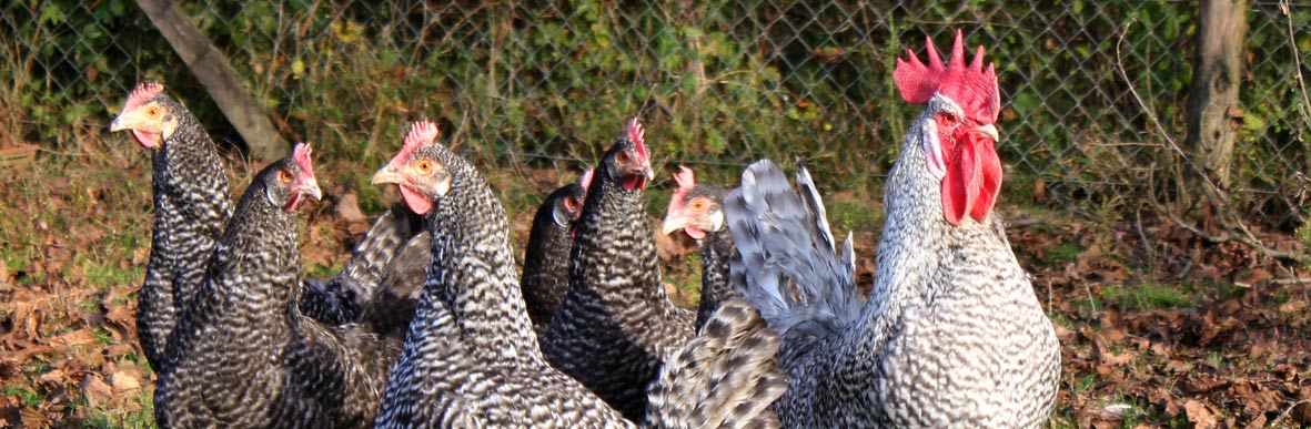 La Poule Grise Du Vercors Accueil