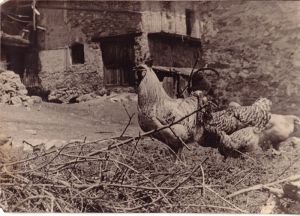 La poule Grise du Vercors 